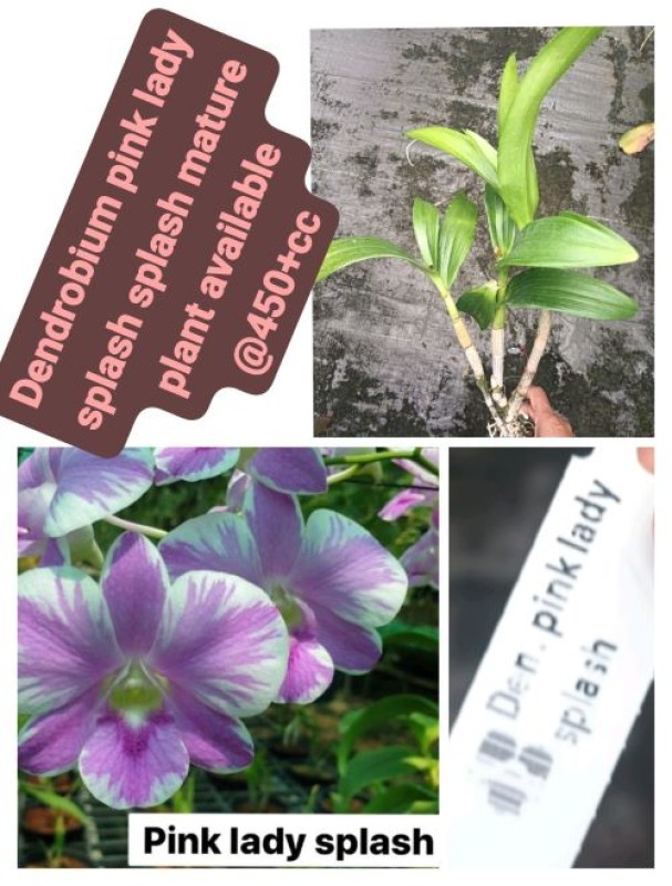 DENDROBIUM PINK LADY SPLASH (MATURE)