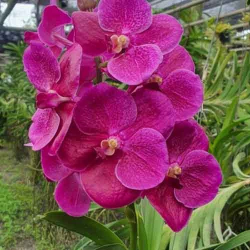 VANDA PURE WAX PINK MATURE PLANT 