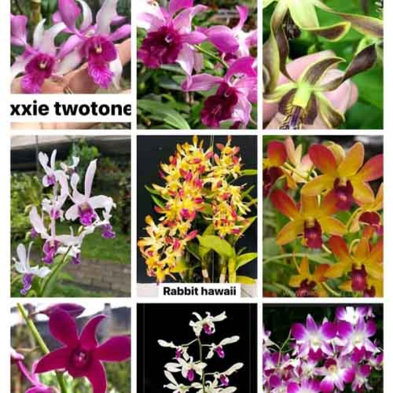 DENDROBIUM SEEDLINGS