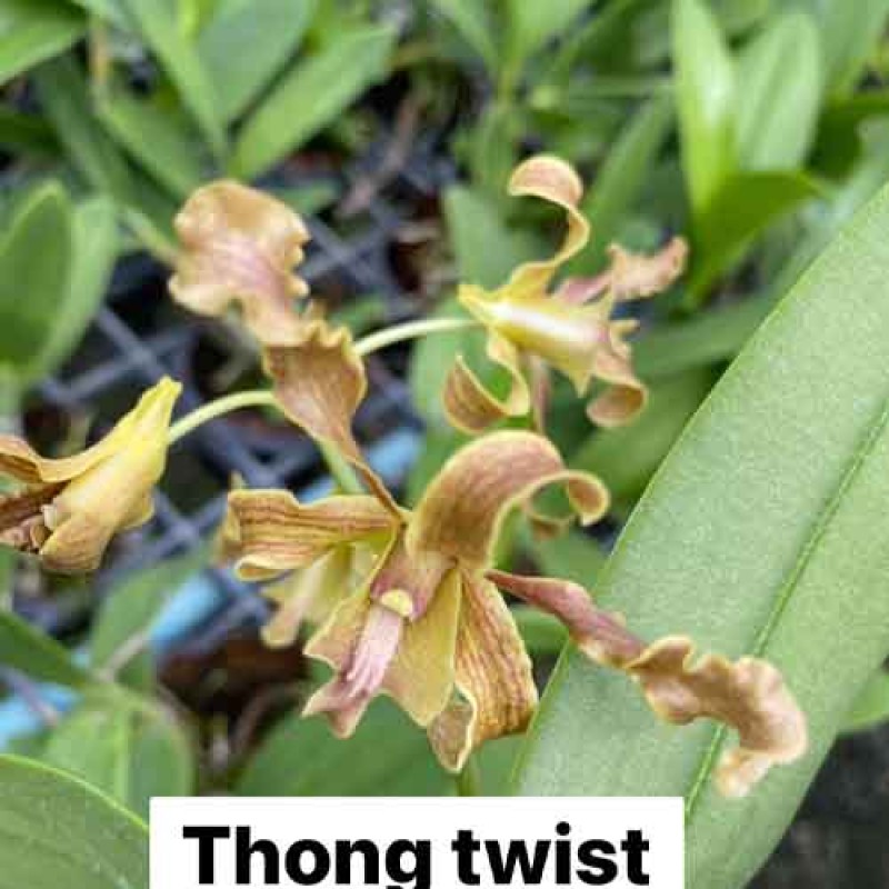 THONG TWIST (MATURE PLANT)