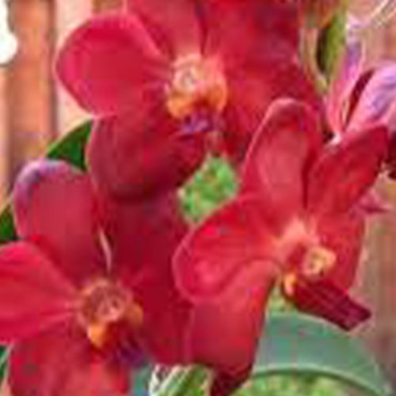 VANDA - TEDDY RED