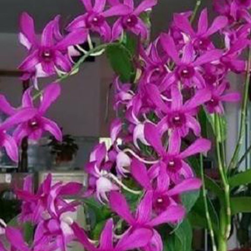 DENDROBIUM - CAESAR PURPLE # 53                   