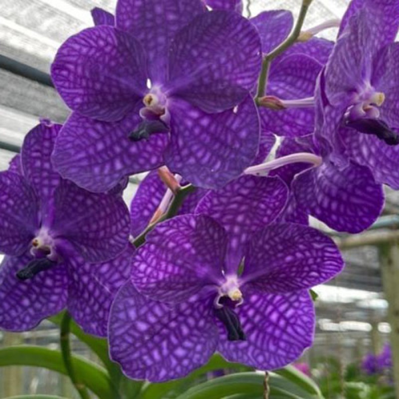 VANDA - BLUE BISON