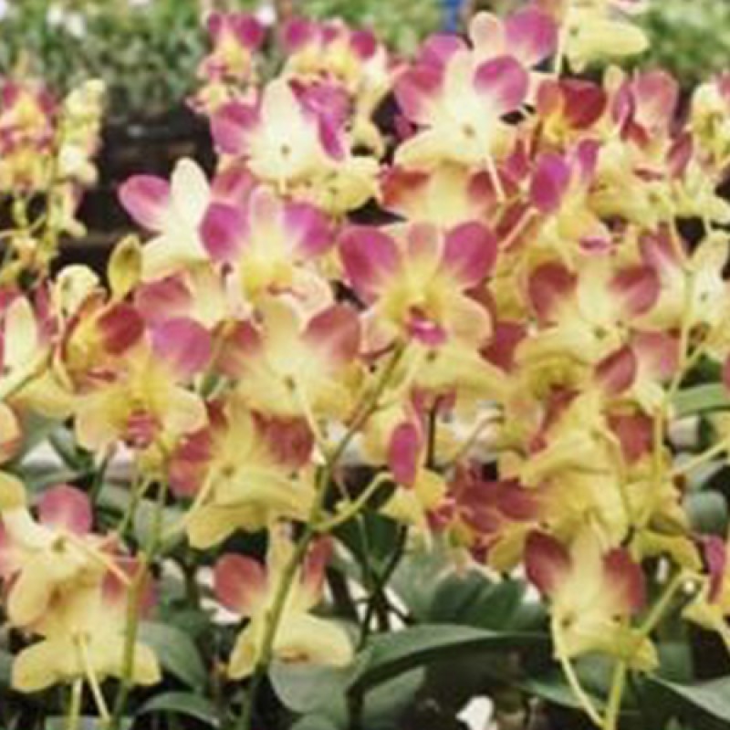 DENDROBIUM - PINK YELLOW 
