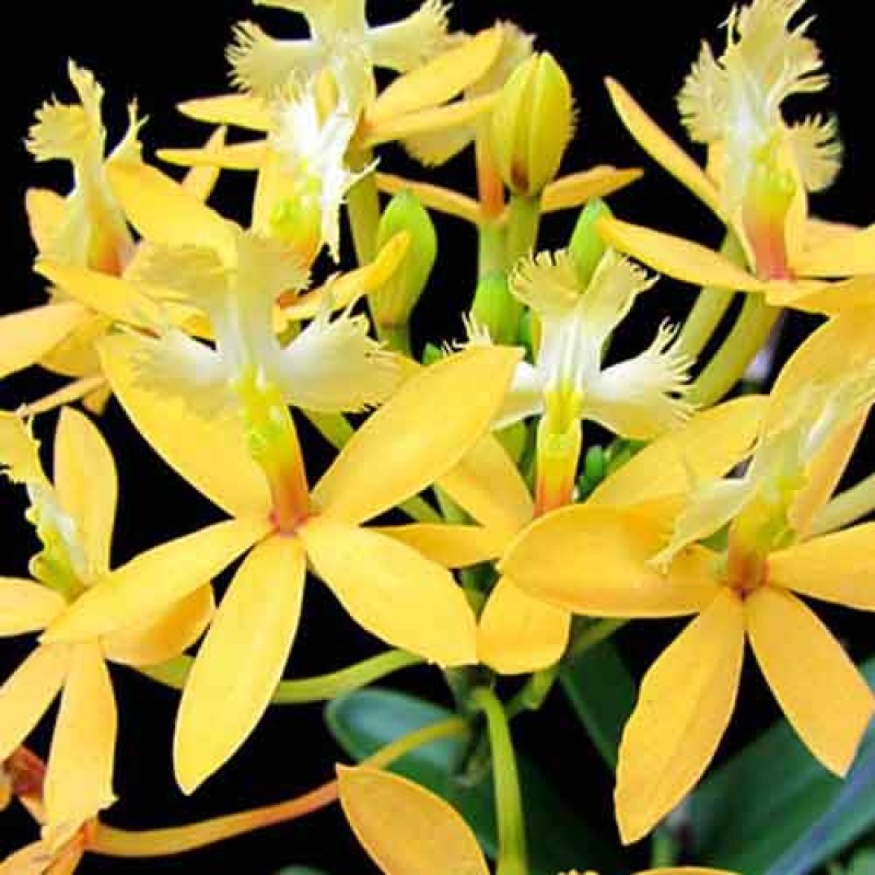 EPPIDENDRUM HYB YELLOW MATURE PLANT