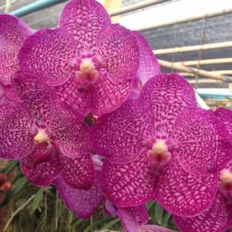 VANDA  PINK 656 MATURE 