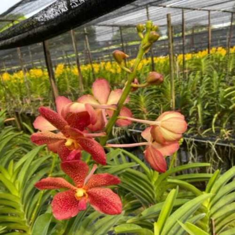 SAYAN DR.ANEK ORANGE(TC)