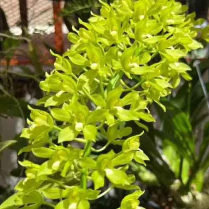 GRAMMTOPHYLLUM HYBRIDS GREEN SEEDLING PLAN T