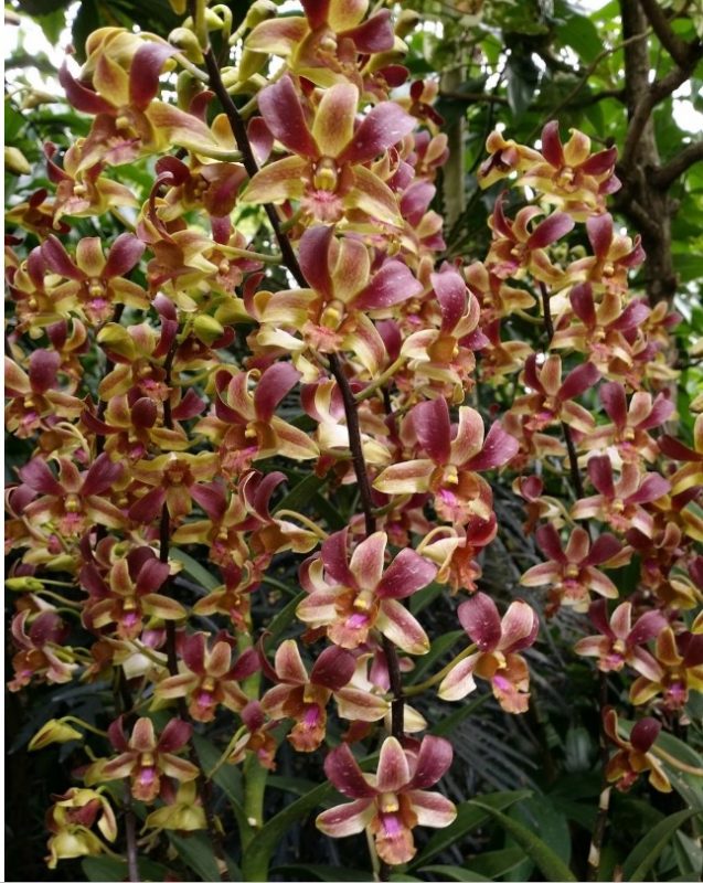 DENDROBIUM - PASTEL BROWN