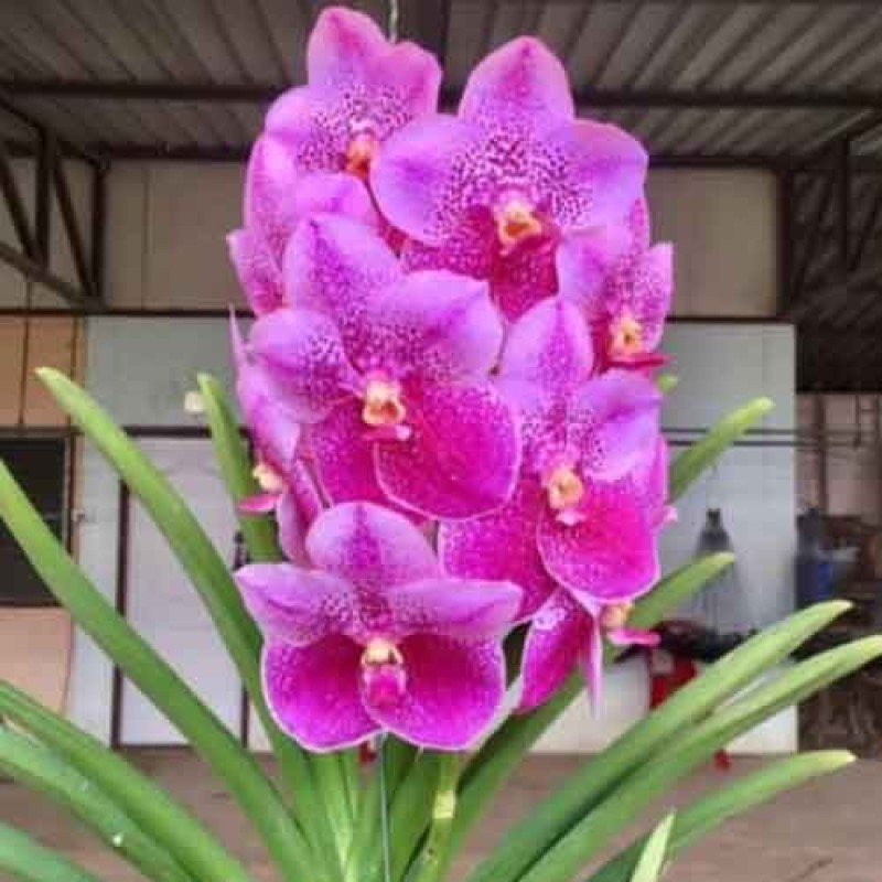VANDA 108 